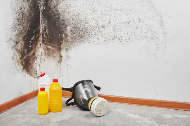 Attic Mold Removal in Suisun City, CA