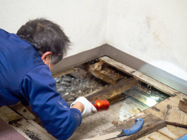 Best Local Mold Removal Service  in Suisun City, CA