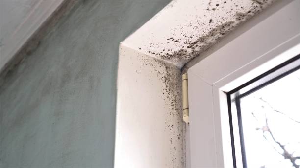 Best Fast Mold Removal  in Suisun City, CA