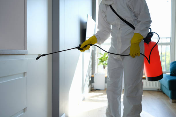 Best Mold Damage Repair  in Suisun City, CA