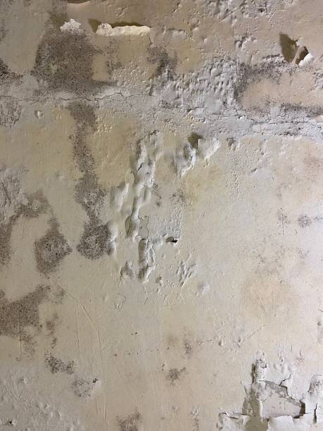 Trusted Suisun City, CA Mold Removal Experts