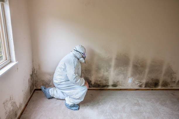 Best Best Mold Removal Companies  in Suisun City, CA