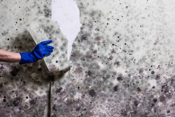 Best Same-Day Mold Removal  in Suisun City, CA